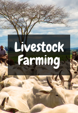 Harmony of the Savanna: Livestock Farming in Africa.